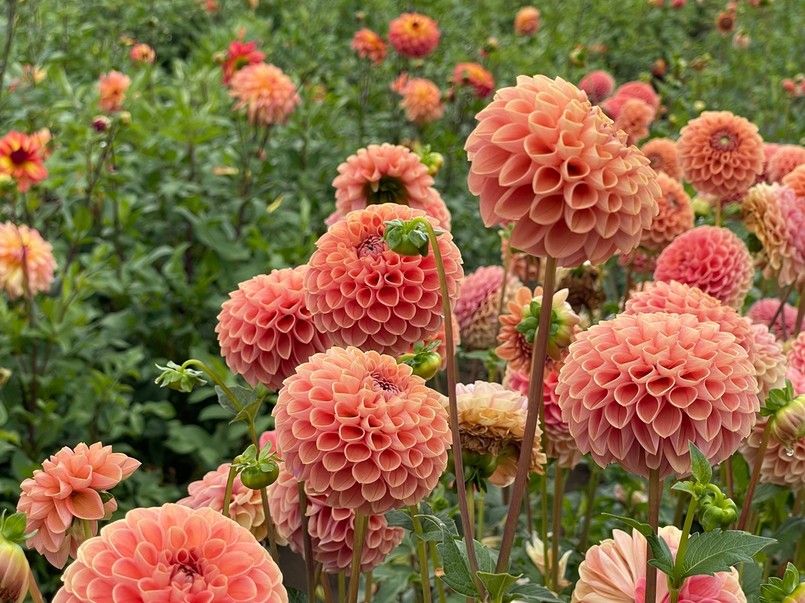 Dalia Cornel Bronze - najpiękniejsze odmiany