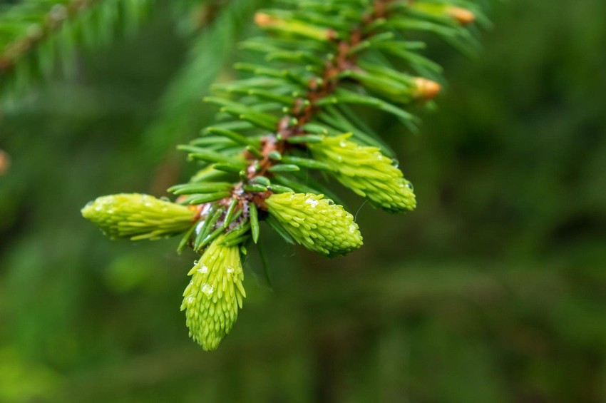 Ovi vrhovi smreke su spremni za branje