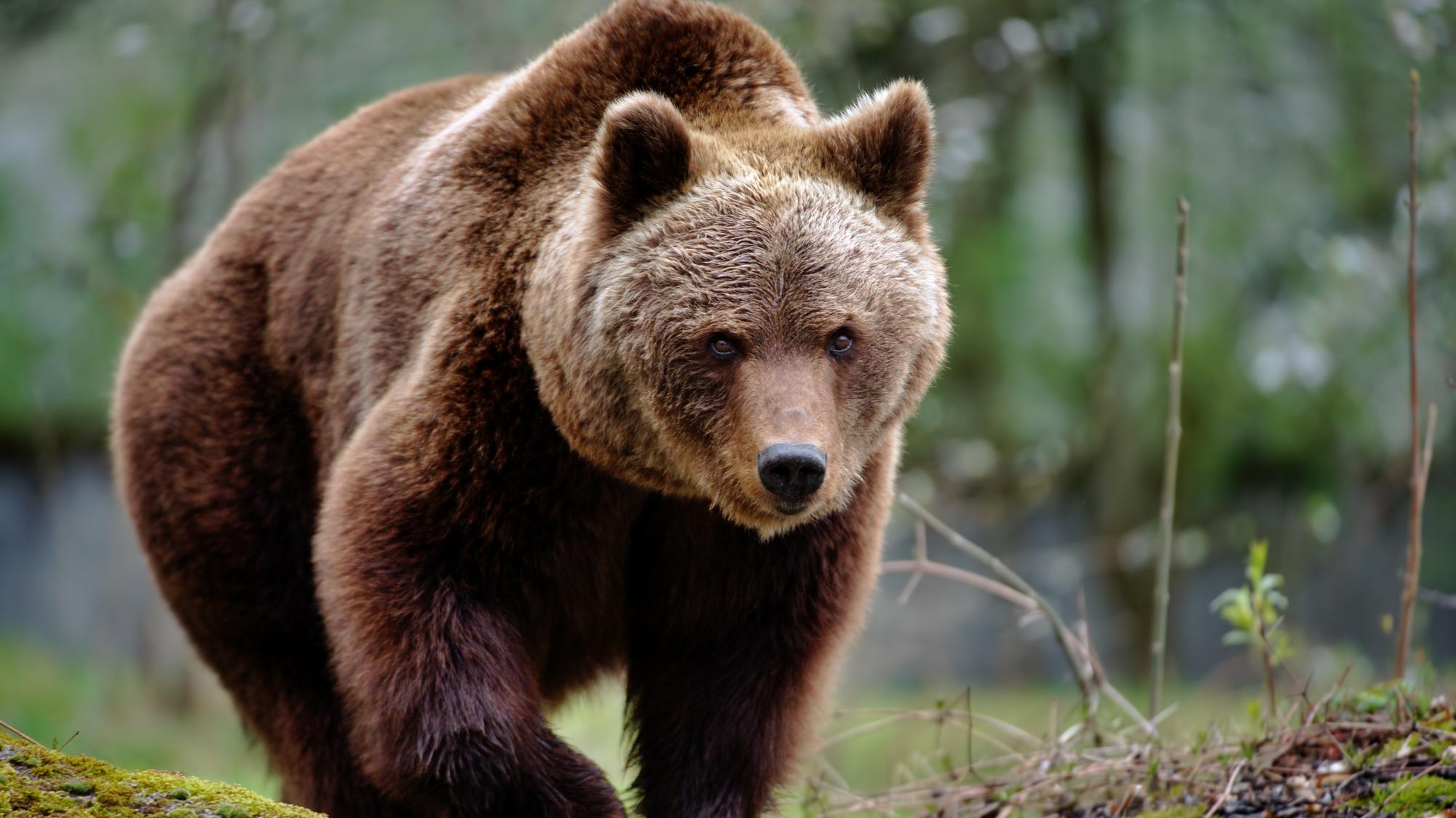 V Malinovej pri Prievidzi videli popoludní medveďa (ilustračné foto).