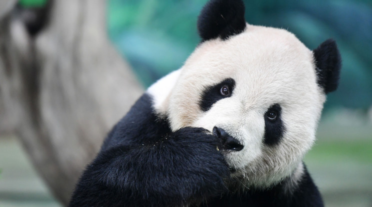 Meghalt Thaiföld imádott hím óriás pandája / Illusztráció: Northfoto