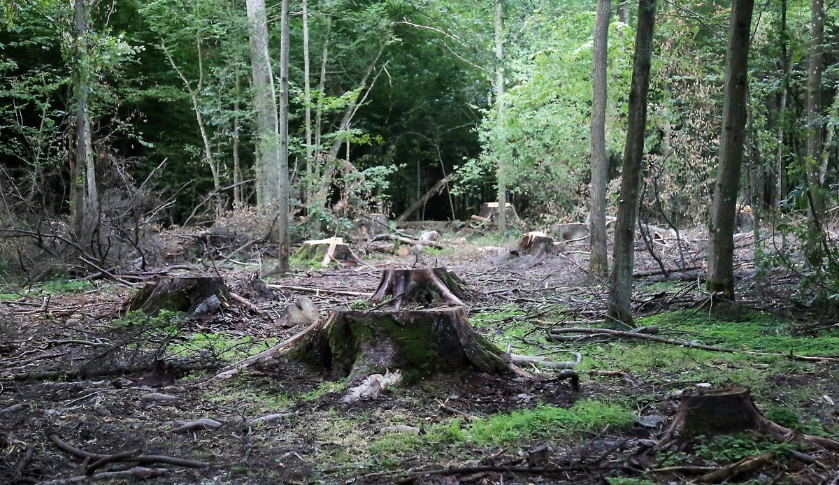 Puszcza Białowieska 2