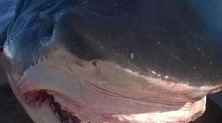Elképesztő! 6 méteres cápát fogtak Ausztráliában