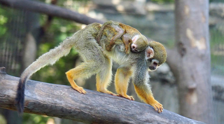 A pár hetes maki egyelőre anyja hátán tölti mindennapjait/ Fotó: fővárosi állatkert 