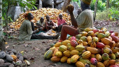 Traditional ruler cautions Cross River on leased cocoa farms