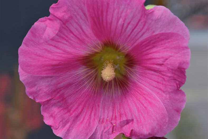 Mocne i bardzo naturalne kolory, do tego mnóstwo szczegółów i aksamitny spadek ostrości tła: z motywem malwy najlepiej poradził sobie Nikon D3500, podobnie dobry był tylko Xiaomi Mi 11 Ultra