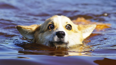 Pies rasy corgi wypadł za burtę i przepłynął 11 km