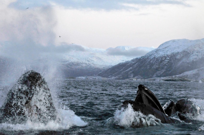 Kitovi su teški 30 tona