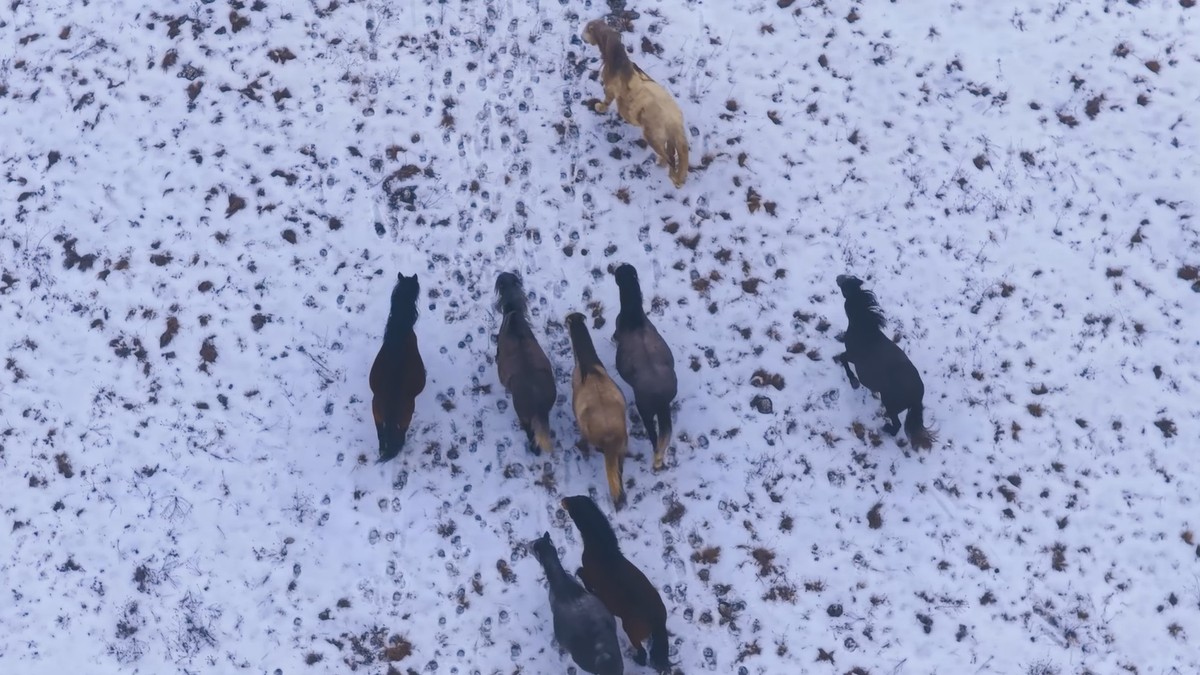 Divlji konji ispod planine Cincar