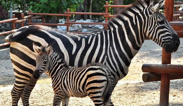 zebra