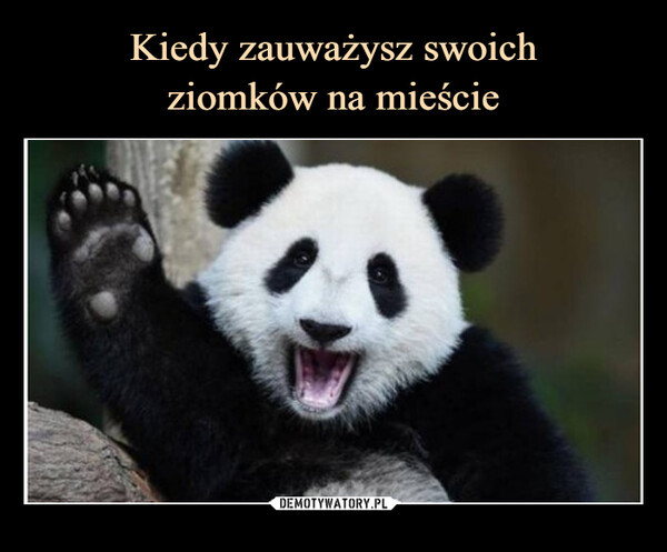 Najlepsze memy o pandach