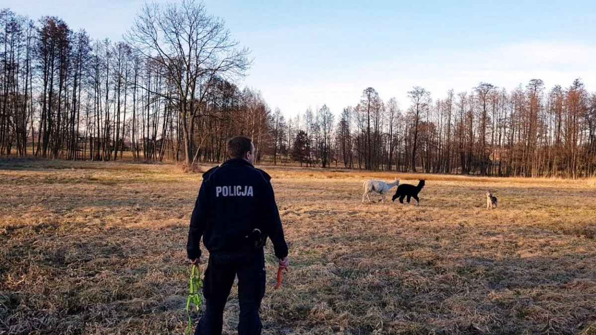 Dwie alpaki, które w jednym z gospodarstw w Porębie Wielkiej koło Oświęcimia promowały hipoterapię, wykorzystały nieuwagę opiekunki i wybrały się na przechadzkę po okolicy. W schwytaniu uciekinierów pomogli policjanci - podała w czwartek oświęcimska policja.