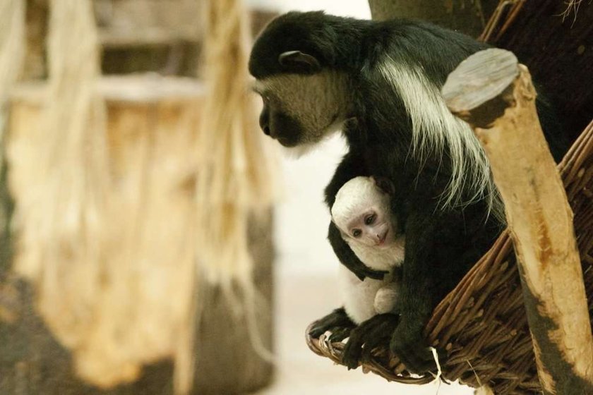 UWAGA! Oto najgorsze polskie zoo. Higiena woła o pomstę do nieba!