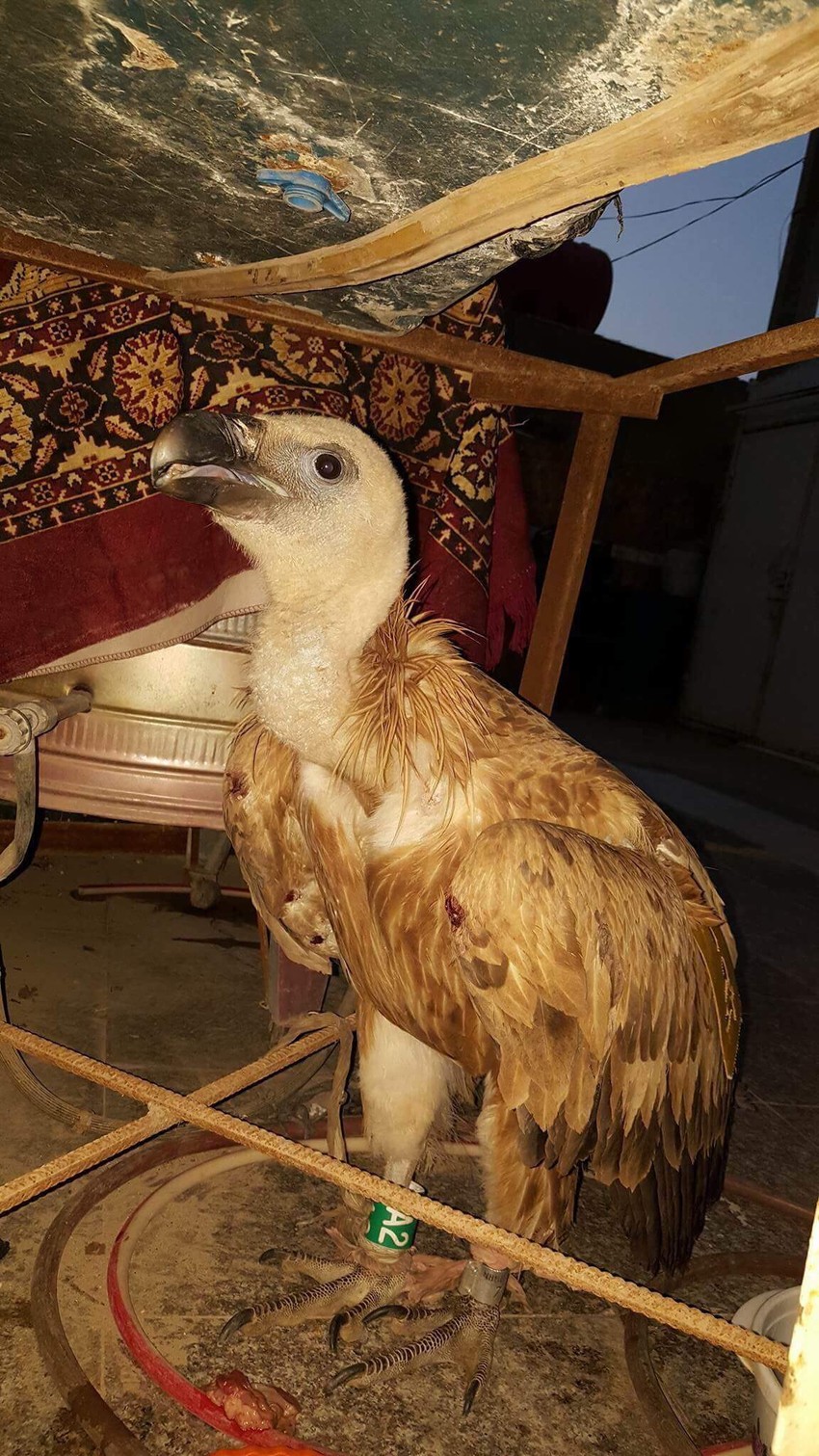 Oteti beloglavi sup Sadam