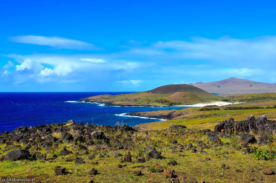 Dzikie konie na Rapa Nui / Wyspie Wielkanocnej