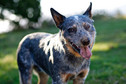 Miejsce 10: Australian cattle dog - australijski pies stworzony do pasienia bydła