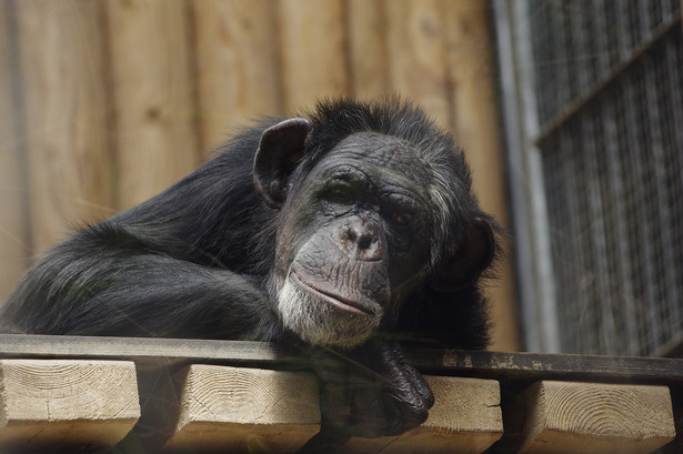 Szympansy żyjące dziko w Zachodniej Afryce wchodzą na wierzchołki wzgórz, żeby obserwować ruchy wrogich stad. Dotąd uważano, że taka taktyka znana jest wyłącznie ludziom – piszą naukowcy na łamach „PLOS Biology”.