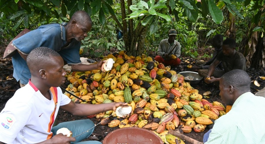 Ghana’s cocoa export goes up slightly Pulse Nigeria