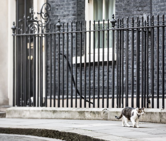 Kot Larry z Downing Street w Londynie - najważniejszy kot w Wielkiej Brytanii