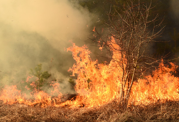 Pożary trawią lasy na Teneryfie