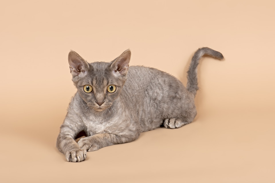 Devon Rex 