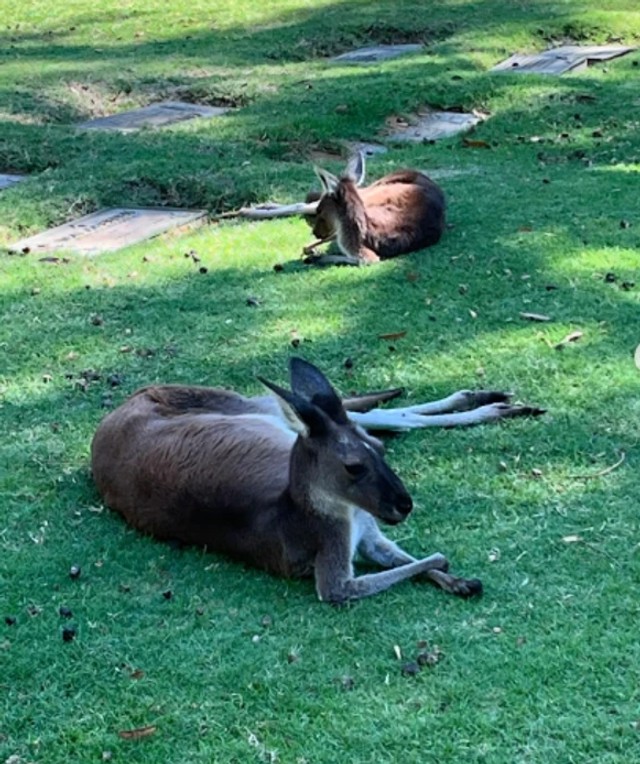Ljiljana Blagojević provela Uskrs u Australiji