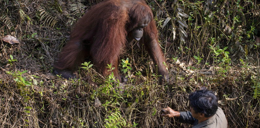 Niesamowita historia! Zobacz, co robi ten orangutan