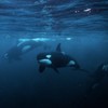 Orcas in Norway.Mike Korostelev/ Getty Images