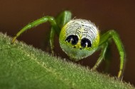 ALIEN FACE ON SPIDERS BUM / ALIEN FACE ON SPIDERS BUM /1386094