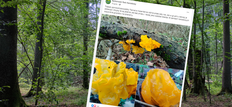 Pomarańczowa galaretka w polskich lasach. To nietypowy grzyb 