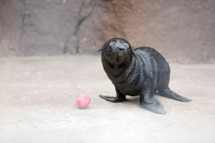 Kotiki urodziły się w zoo