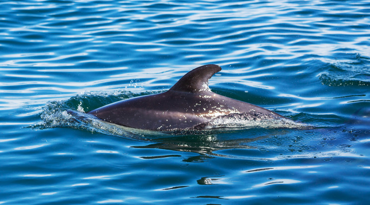 Sziámi iker delfin született.  /Fotó: Northfoto