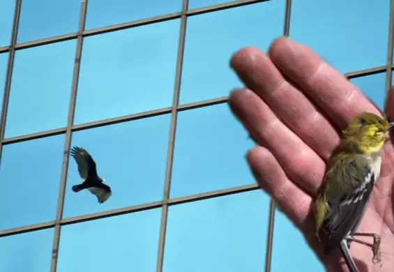 Nowe prawo ochroni ptaki zabijane przez wieżowce. Polska czeka na taki przepis