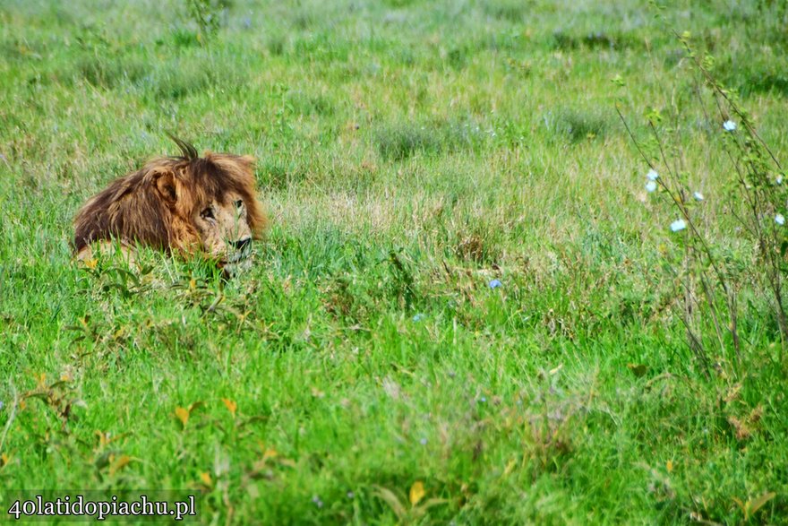 Niezapomniany, dziki świat Parków Narodowych Tanzanii