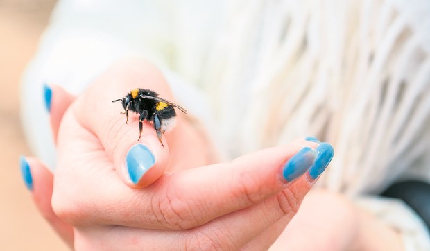insekti, ujed, ubod, stock-photo-close-up-of-bee-sitting-on-womans-hand-with-blue-nails-1085625086