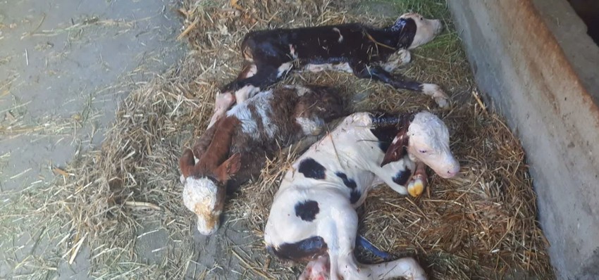 Krava otelila trojke