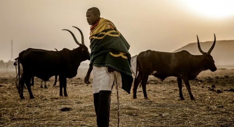 A Fulani herdsmen grazing his cows (Premiumtimes)