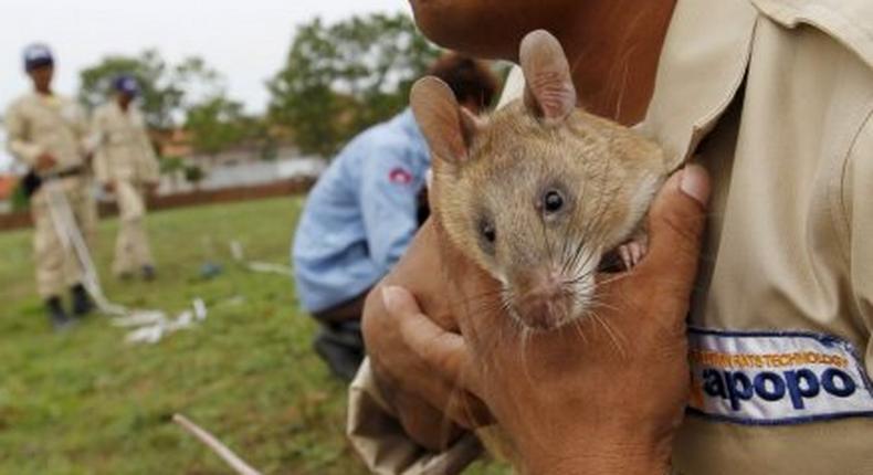 Cambodia uses rodents to sniff out deadly landmines