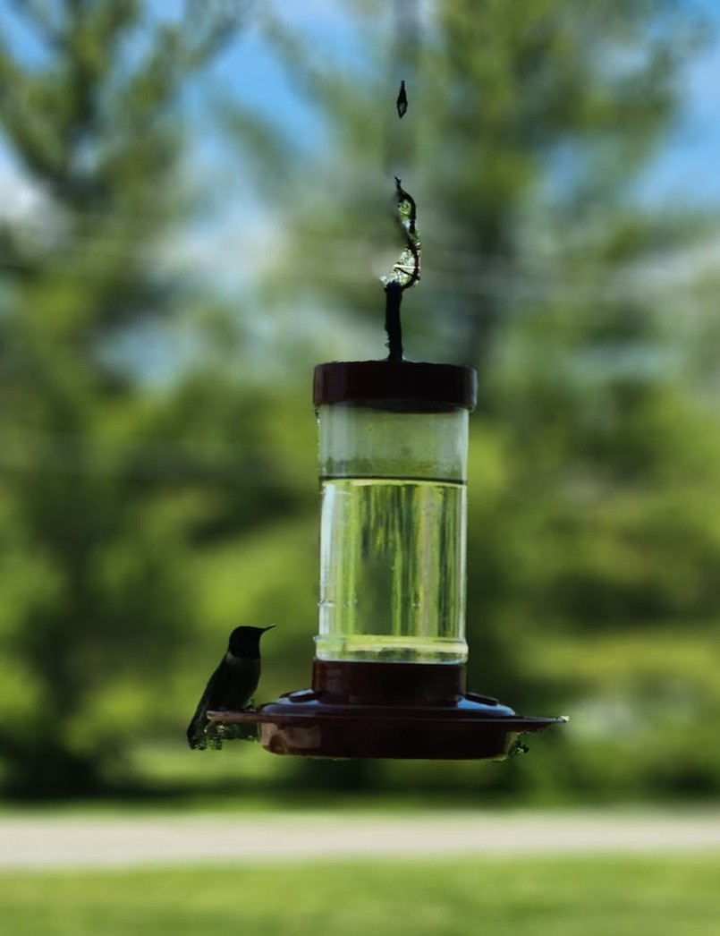 Poidło dla ptaków z zapasem wody, które samo się uzupełnia