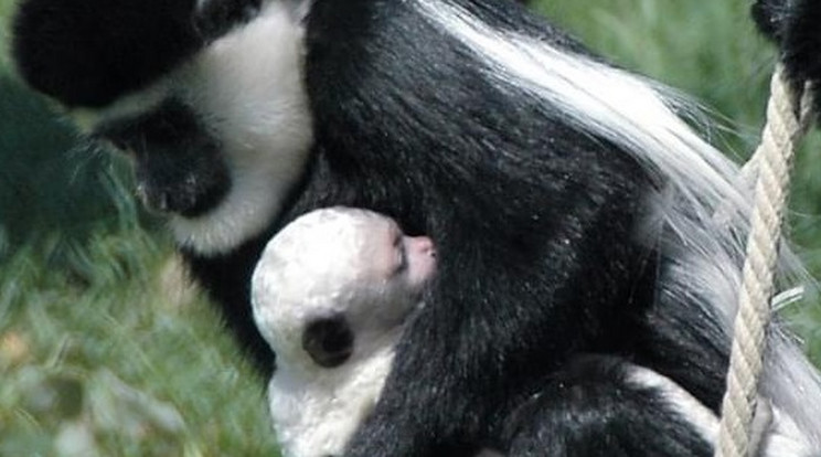 A majmot Gusztávnak keresztelték el / Fotó: Pécsi Állatkert