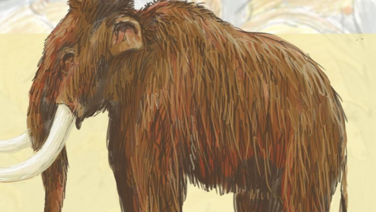Kości mamuta, nosorożca włochatego, renifera i innych ssaków żyjących na terenie dzisiejszej Polski 150 tys. lat temu, będzie można oglądać od czwartku w Centrum Edukacji Przyrodniczej Tatrzańskiego Parku Narodowego w Zakopanem.
