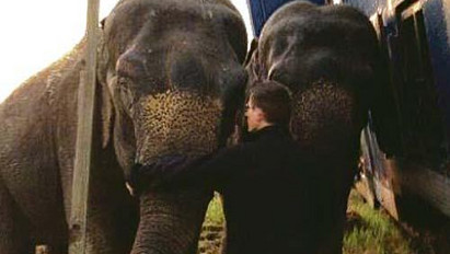 Autót mentettek az elefántok