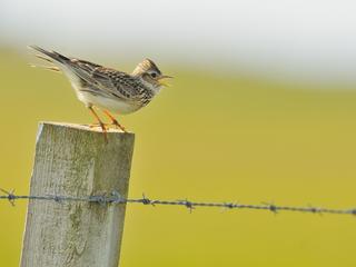 Skylark (Alauda arvensis) perched on a fence post, vocalising, Balranald RSPB reserve, North Uist, Outer Hebrides, Scotland, UK, June. Did you know? The collective noun for a group of Skylarks is an e