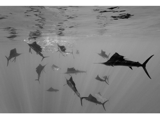 Druga nagroda w kategorii 'przyroda - zdjęcie pojedyncze'. Fotografia autorstwa Reinharda Dirscherla z Niemiec przedstawia żaglice atakujące sardynki u wybrzeży meksykańskiego półwyspu Jukatan