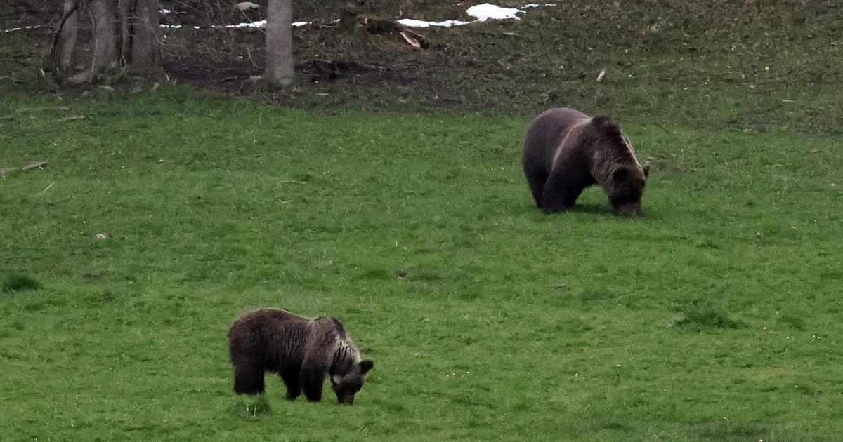 Niedźwiedzie w pobliżu popularnego szlaku. TPN apeluje o ostrożność