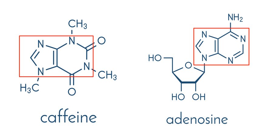 Podobieństwo w budowie chemicznej cząsteczki kofeiny (z lewej) i adenozyny (z prawej) dotyczy zwłaszcza pierścieni azotowych (zaznaczonych na czerwono)