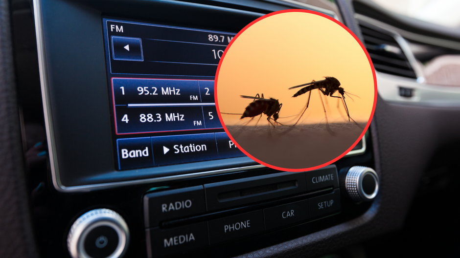 Nowojorskie radio przestrzega przed komarami