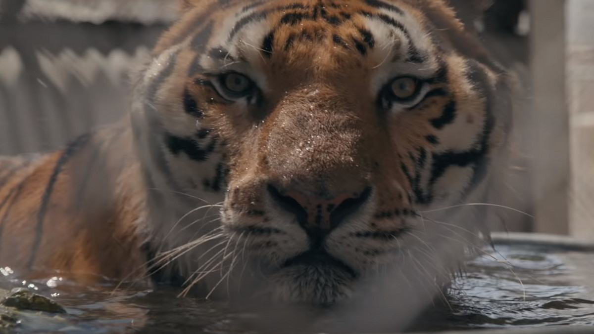 Węglarczyk o serialach. "Tiger King" to najbardziej szalony serial ostatnich lat