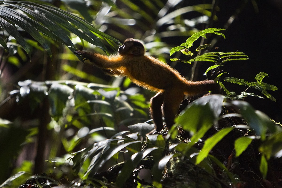 "Amazonia. Przygody małpki Sai": Małpie figle