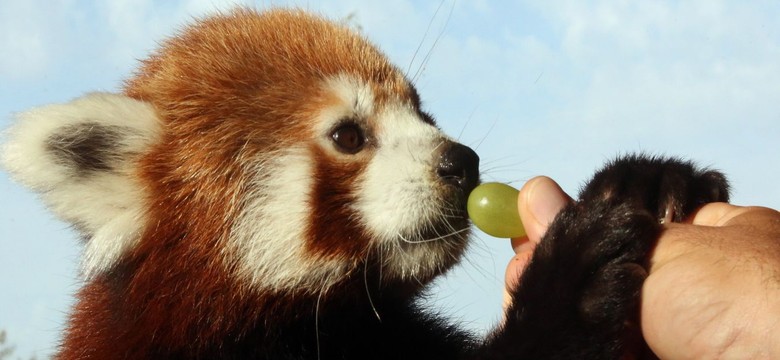 Sensacja w Grecji. W zoo pojawił się rzadki okaz pandy [GALERIA]