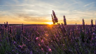 Valensole